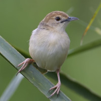 Winding Cisticola